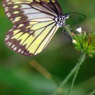 Sulawesi butterfly